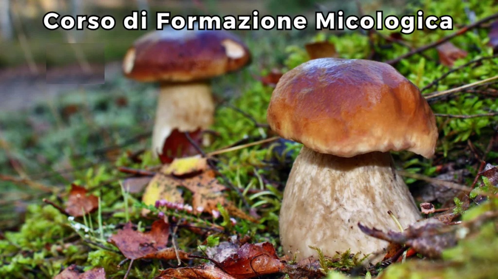 corso educazione micologica
